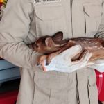 'Bambi' é resgatado por bombeiros durante incêndio em vegetação 
