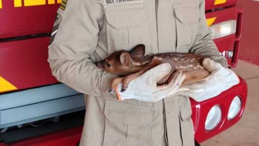 Animal estava em situação vulnerável, bem perto do fogo, quando foi resgatado