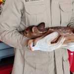 'Bambi' é resgatado por bombeiros durante incêndio em vegetação