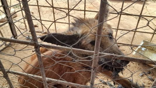 Animal estava na zona rural e foi resgatado fraco e precisou de atendimento médico