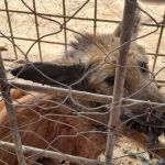 Lobo-guará é resgatado com orelha machucada e sangramento pelos bombeiros  