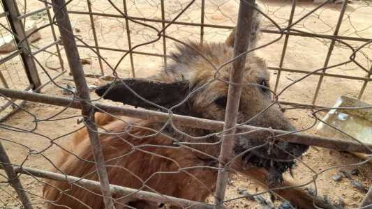 Animal estava na zona rural e foi resgatado fraco e precisou de atendimento médico