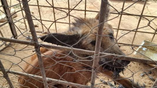Animal estava na zona rural e foi resgatado fraco e precisou de atendimento médico