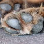 Suspeito de 'estuprar' cadela é indiciado por maus-tratos no Sul de Minas