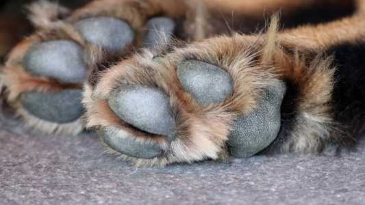Animal ficou internado por dois dias e segue sob os cuidados da clínica veterinária