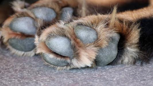 Animal ficou internado por dois dias e segue sob os cuidados da clínica veterinária