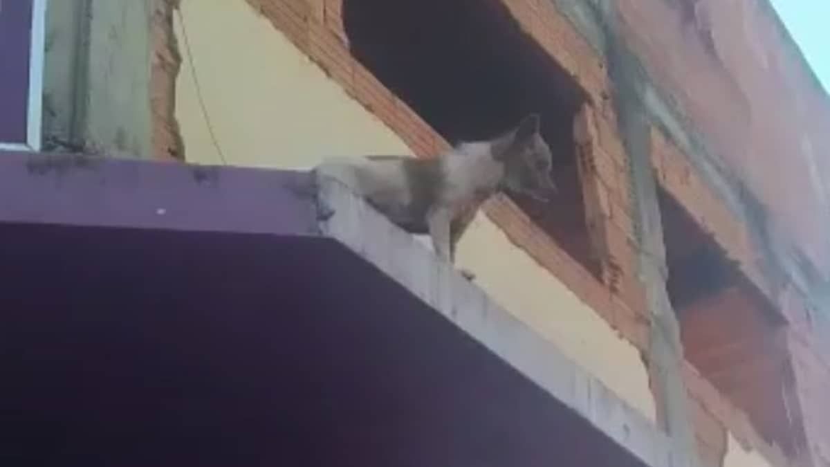 Vídeo: cachorro é salvo após ficar preso em marquise de 4 metros de altura em Minas