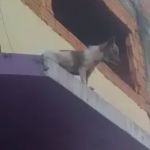 Vídeo: cachorro é salvo após ficar preso em marquise de 4 metros de altura em Minas