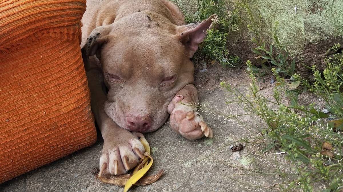 Cadela pitbull abandonada machucada e cega preocupa moradores de Santa Luzia