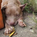 Cadela pitbull abandonada machucada e cega preocupa moradores de Santa Luzia