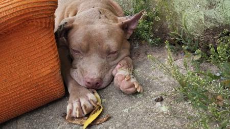 Animal foi abandonado no fim de semana no bairro São Cosme