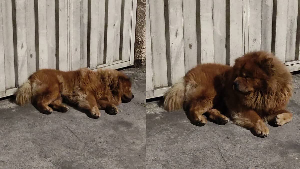 Chow-Chow é abandonado em rua de BH e moradores fazem campanha para adoção