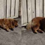 Chow-Chow é abandonado em rua de BH e moradores fazem campanha para adoção