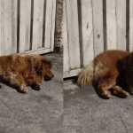 Chow-Chow é abandonado em rua de BH e moradores fazem campanha para adoção
