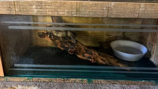 Animal foi adquirido de forma clandestina pela internet