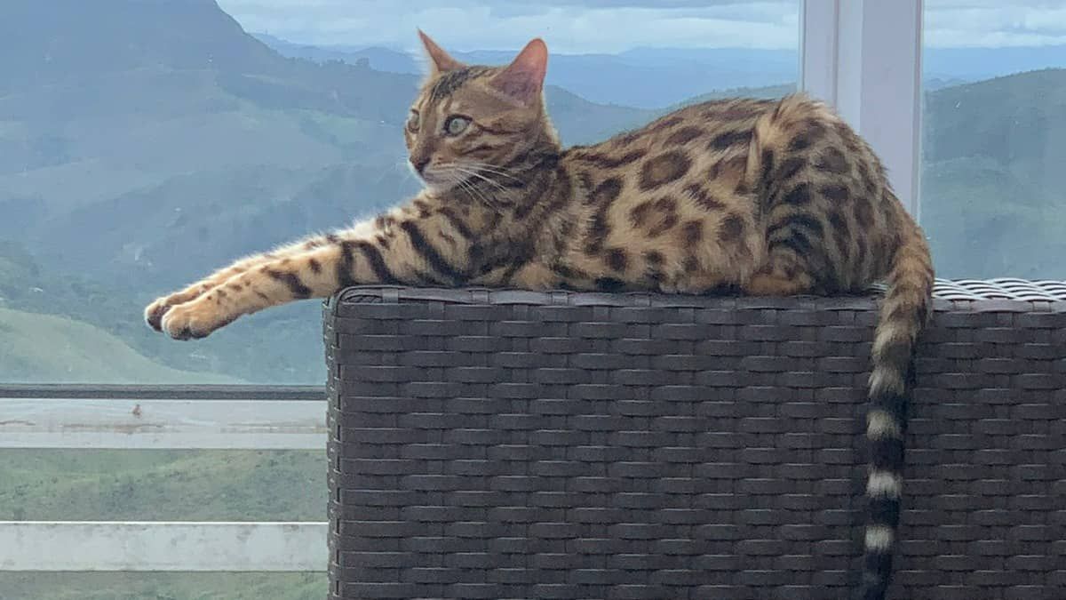 Gato de R$ 7 mil não foi confundido com onça; confira o que disseram os militares sobre soltura do animal no Belvedere