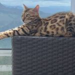Gato de R$ 7 mil não foi confundido com onça; confira o que disseram os militares sobre soltura do animal no Belvedere