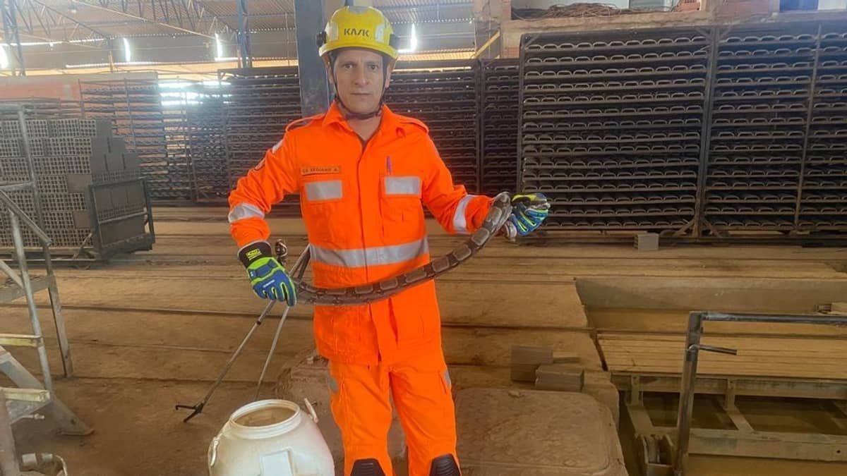 Funcionários encontram serpente em fábrica de cerâmica no interior de Minas 