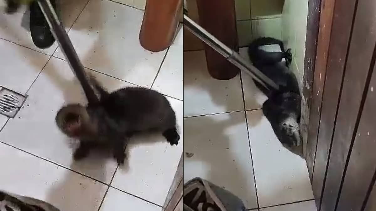 Vídeo: lontra é encontrada em banheiro de casa no Centro de Capelinha, em Minas