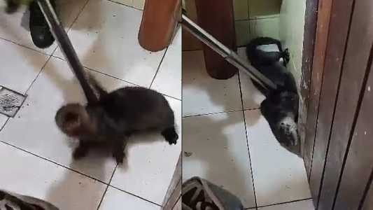 Animal foi capturado pelos bombeiros no banheiro