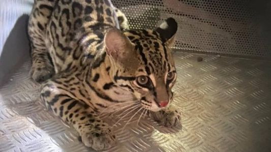 Animal foi capturado nessa quarta-feira (6)