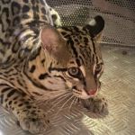 Vídeo: filhote de onça invade serralheria e mobiliza bombeiros no interior de Goiás 