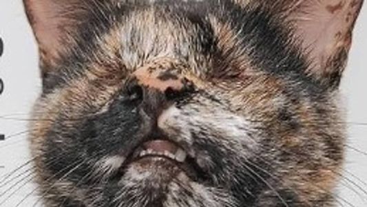 Animal foi considerada a Gata Mais Bonita do Brasil por aclamação