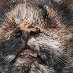 Gata sem os dois olhos ganha prêmio de mais bonita do Brasil 