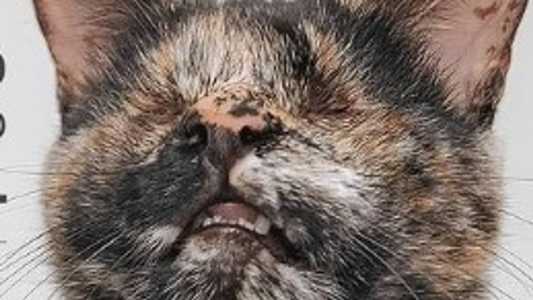 Animal foi considerada a Gata Mais Bonita do Brasil por aclamação
