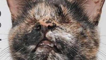 Animal foi considerada a Gata Mais Bonita do Brasil por aclamação