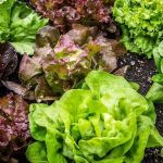 Mulher encontra animal silvestre na horta de casa no interior de Minas, e aciona bombeiros 