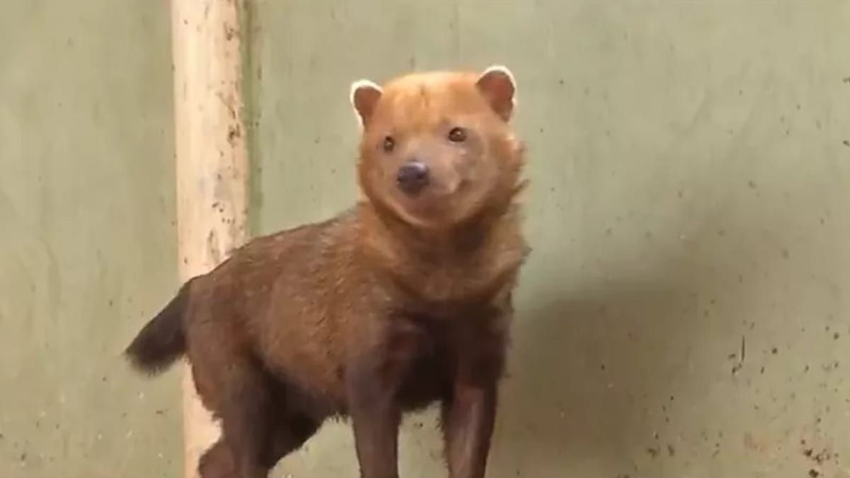 Por que não devemos alimentar ou tocar em animais silvestres?