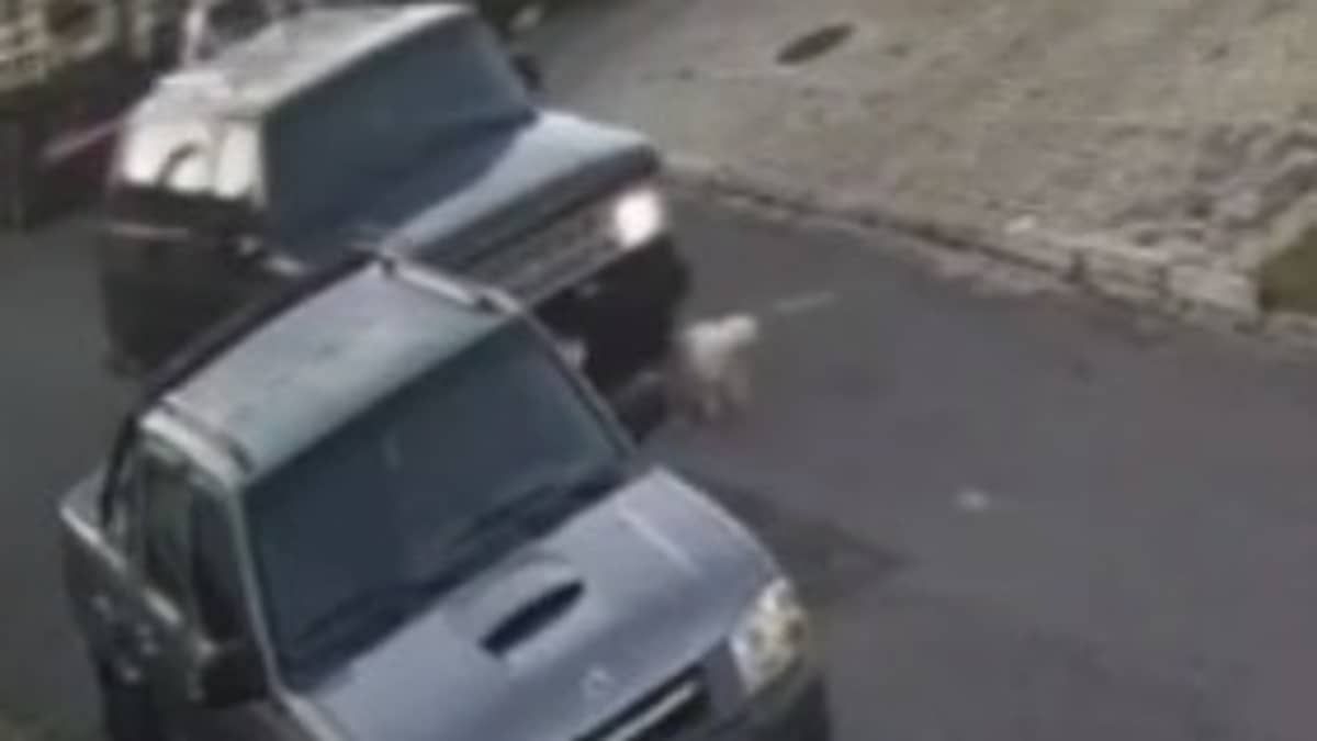 Vídeo: motorista atropela, mata cachorro e foge sem prestar socorro