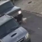 Vídeo: motorista atropela, mata cachorro e foge sem prestar socorro