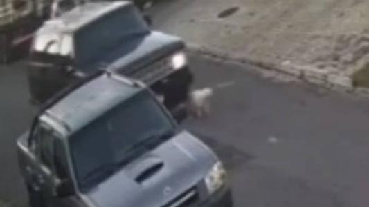 Animal foi esmagado por roda de veículo