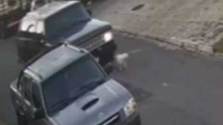 Animal foi esmagado por roda de veículo
