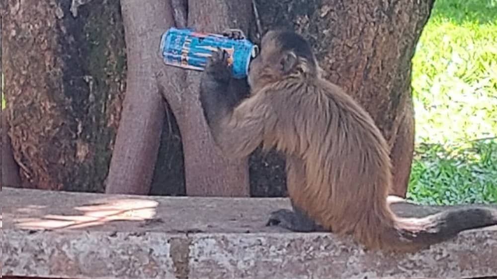 Macaco toma energético em faculdade de Goiás e viraliza nas redes sociais
