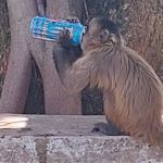 Macaco toma energético em faculdade de Goiás e viraliza nas redes sociais