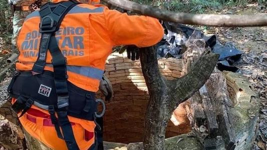 Animal foi içado por bombeiros e devolvido à natureza