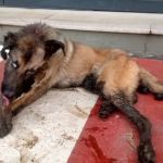 Cachorro fica preso por vários dias dentro de poste de luz e é resgatado por bombeiros no interior de Minas