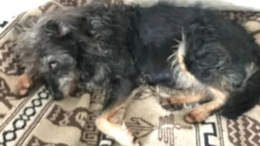 Animal está sob os cuidados das irmãs de Zé Celso