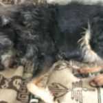 Nagô, cão de Zé Celso, recebe alta do veterinário após incêndio em apartamento