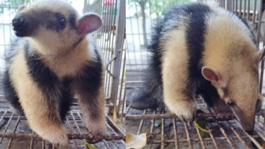 Animal foi resgatado nessa quinta (27)