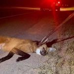 Bombeiros resgatam lobo-guará atropelado no interior de Minas