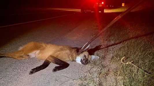Animal foi resgatado pelo Corpo de Bombeiros