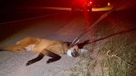 Animal foi resgatado pelo Corpo de Bombeiros
