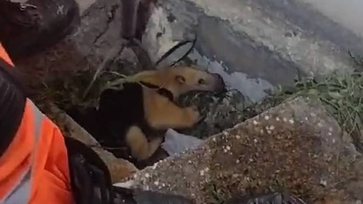 Vídeo: filhote de tamanduá é resgatado dentro de rede de água no interior de Minas 
