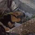 Vídeo: filhote de tamanduá é resgatado dentro de rede de água no interior de Minas 
