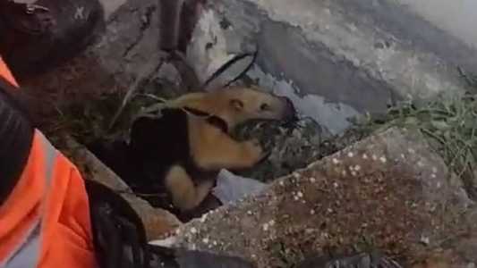Animal foi resgatado sem ferimentos pelo Corpo de Bombeiros