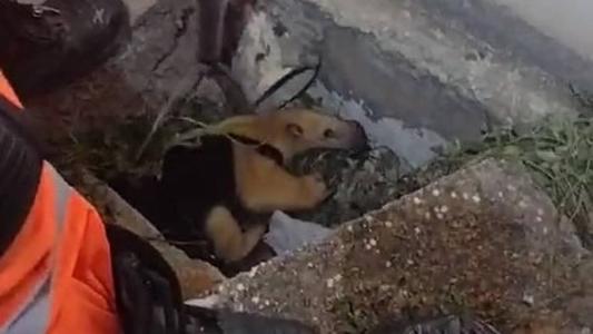Animal foi resgatado sem ferimentos pelo Corpo de Bombeiros